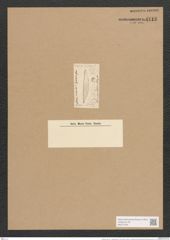 Nitzschia vivax var. ? hyperborea Grun. (de-Toni-Nr.: Genus 47, Species 2078) Zeichnungen Sammlung Grunow Nr. 4113 (NHMW-BOT-W0371976)